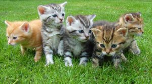 Mơ Về Mèo – Giải Mã Ý Nghĩa, Con Số May Mắn Từ Soi Cầu 247 & Rồng Bạch Kim